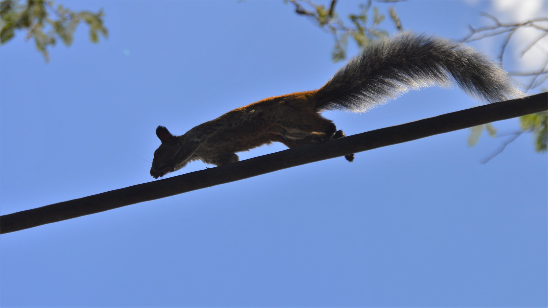 Sciurus stramineus