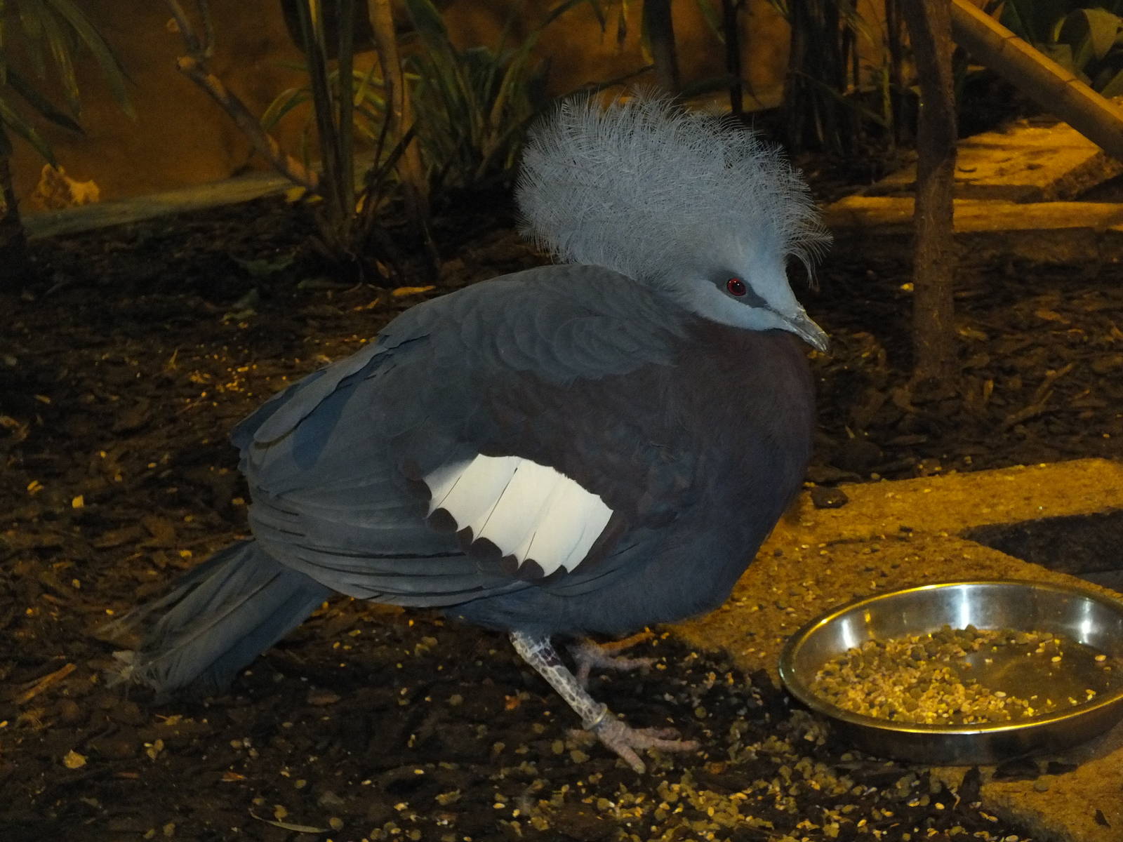 Sclater crowned-pigeon (Goura scheepmakeri sclateri) at Blackbrook Zoo - Fe