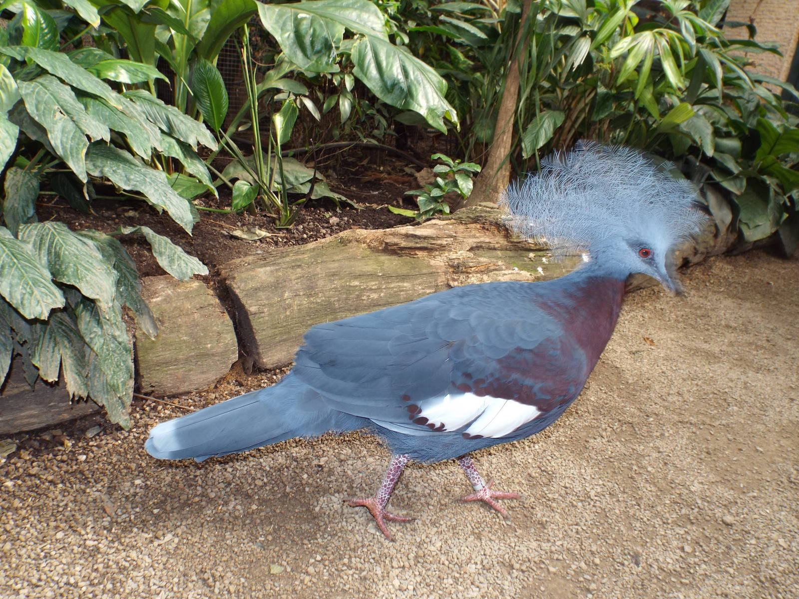 Sclater Crowned-pigeon (Goura scheepmakeri sclateri) at Zoo Leipzig - April