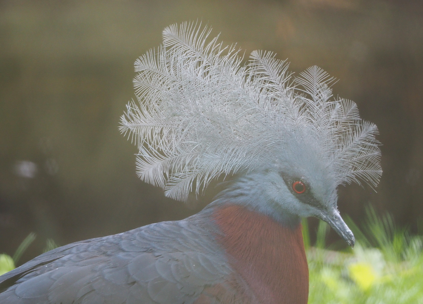 Sclater`s crowned-pigeon (Goura sclateri), 2021-07-03