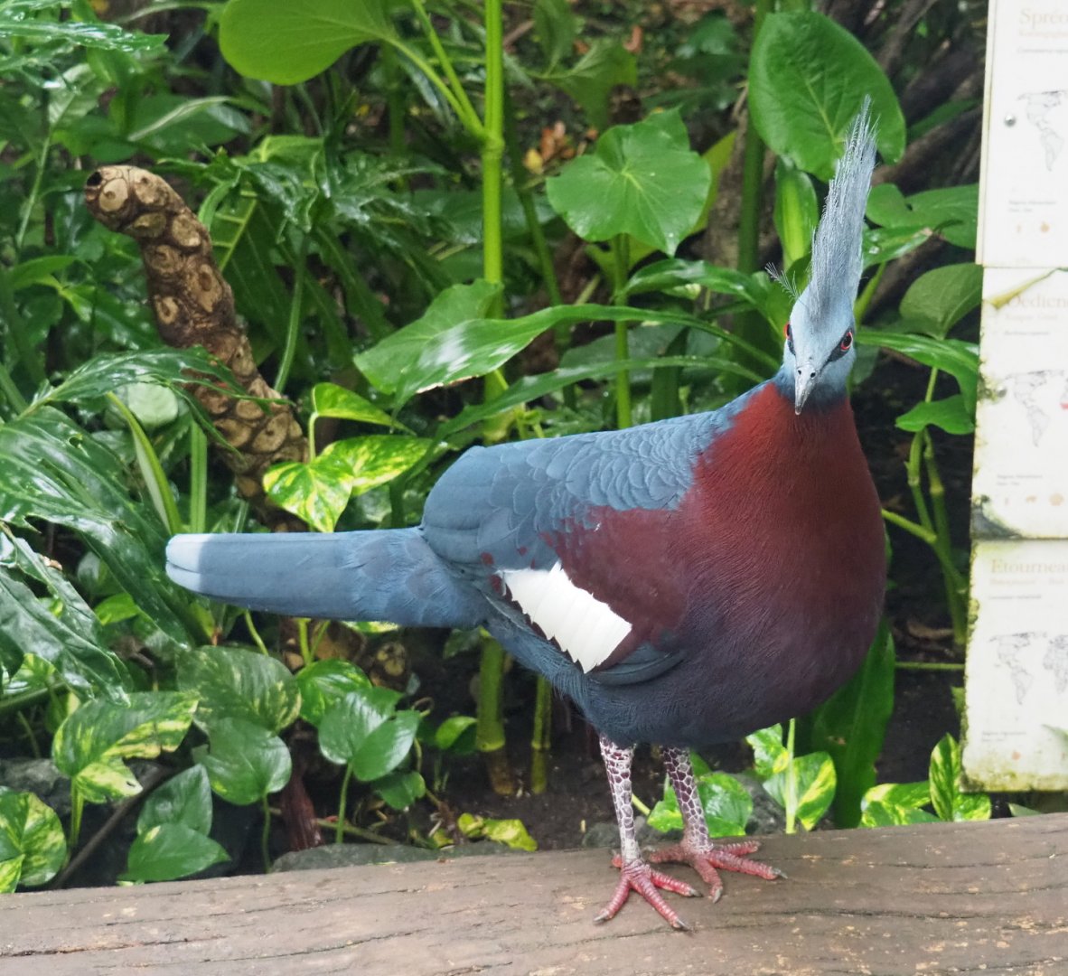 Sclater`s crowned-pigeon (Goura sclateri), 2021-09-03