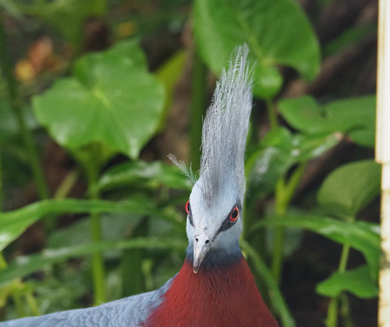 Sclater`s crowned-pigeon (Goura sclateri), 2021-09-03