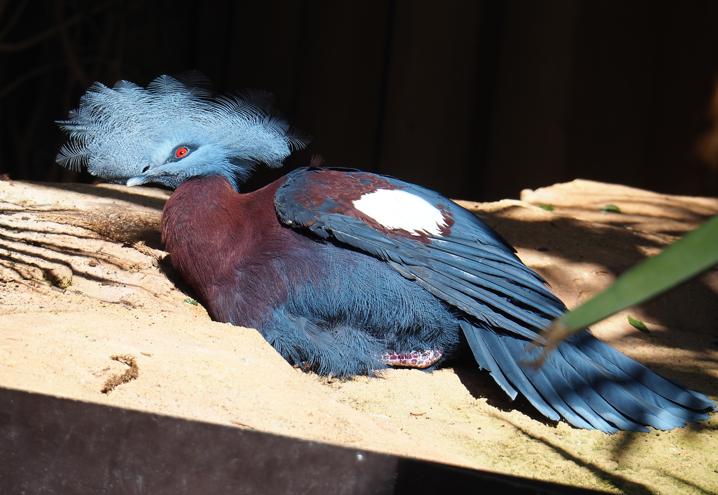 Sclater`s crowned-pigeon (Goura sclateri), 2021-09-03