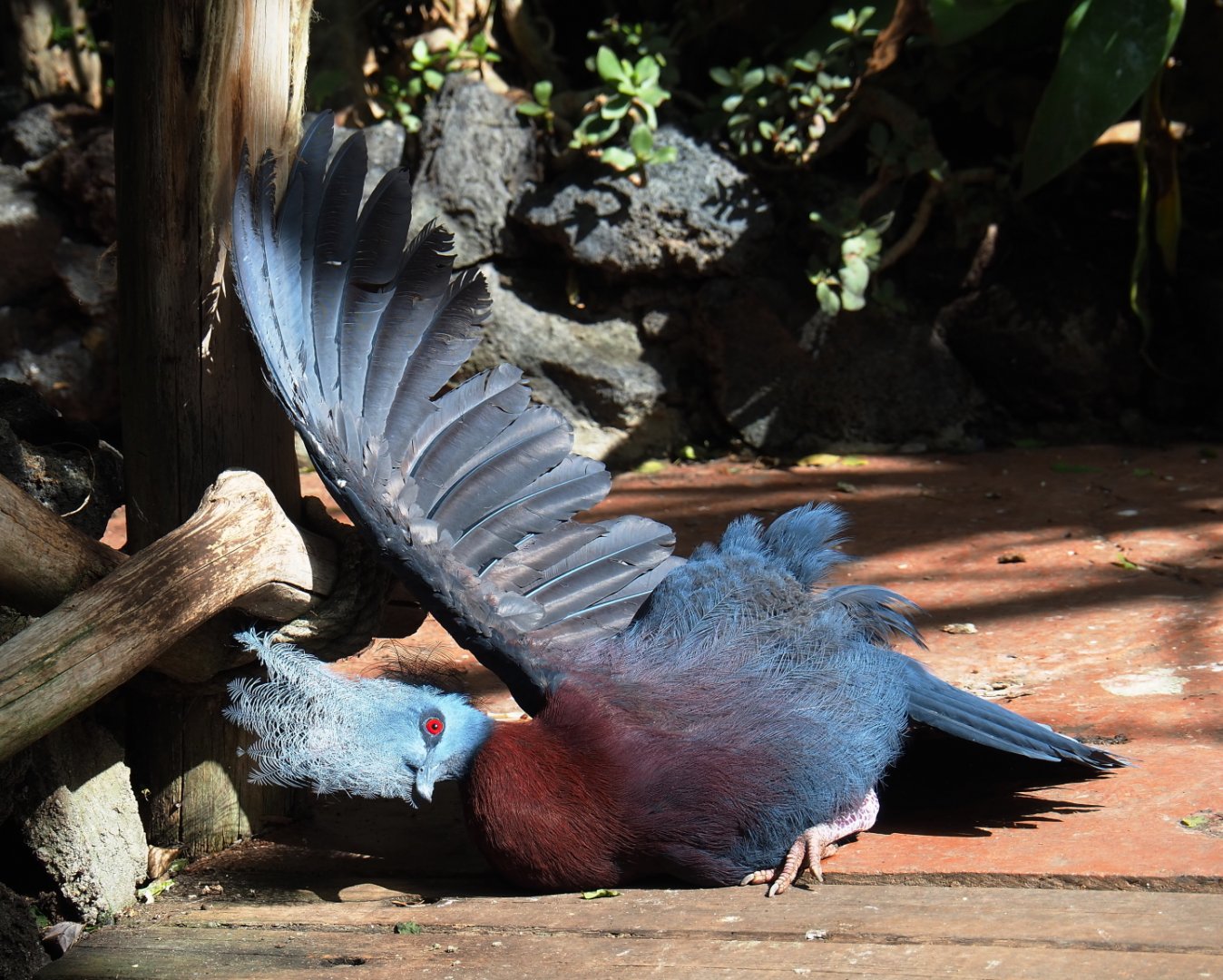 Sclater`s crowned-pigeon (Goura sclateri), 2021-09-03