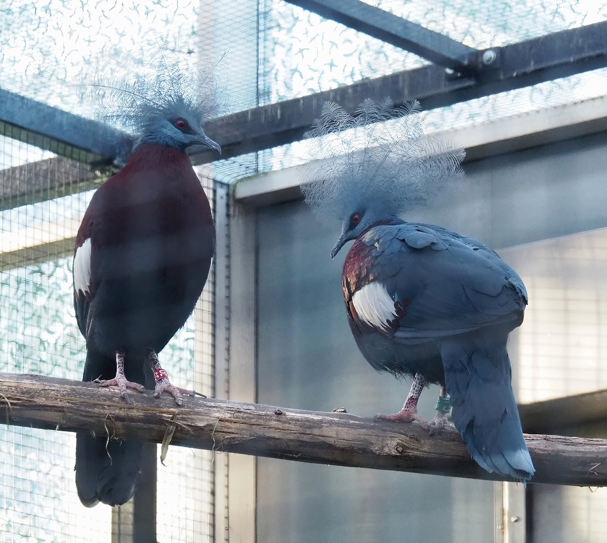 Sclater`s crowned pigeon (Goura sclateri), 2022-11-12