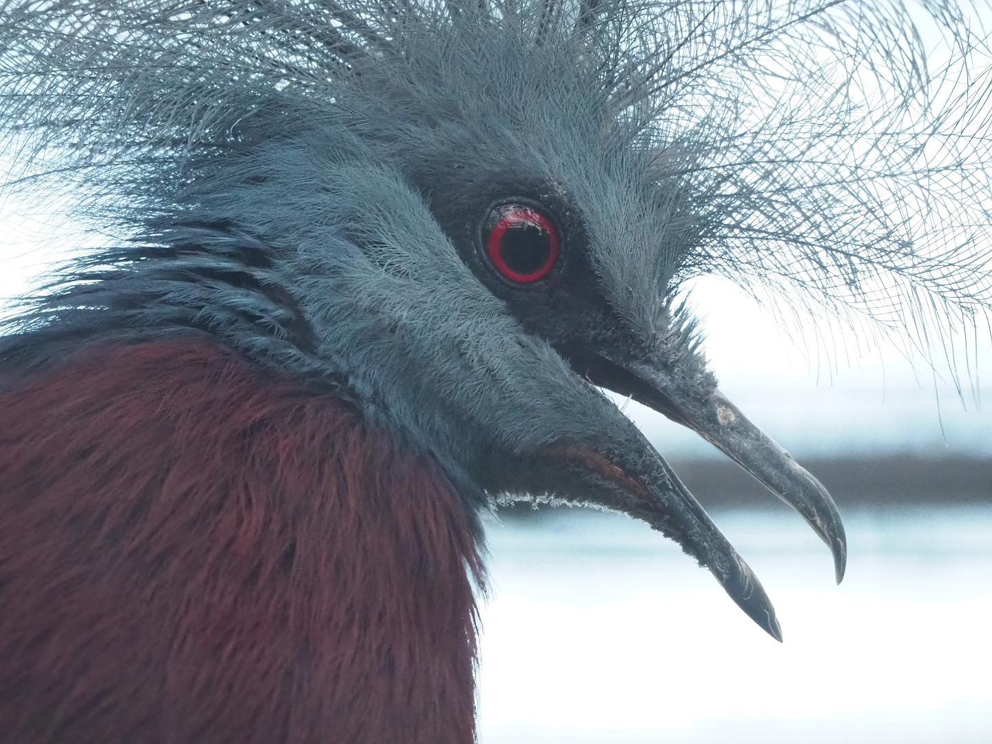 Sclater`s crowned pigeon (Goura sclateri), 2022-11-12