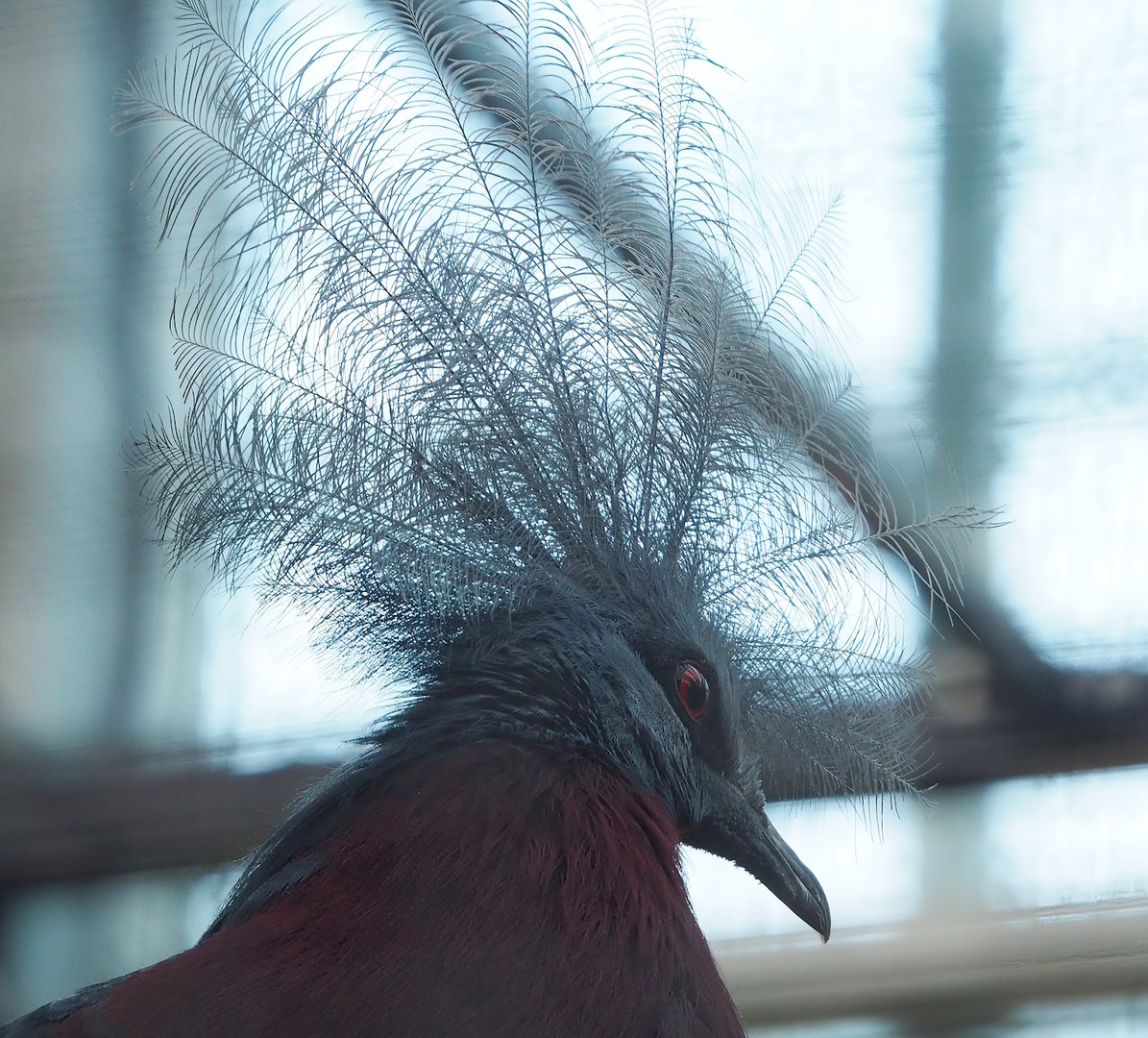 Sclater`s crowned pigeon (Goura sclateri), 2022-11-12