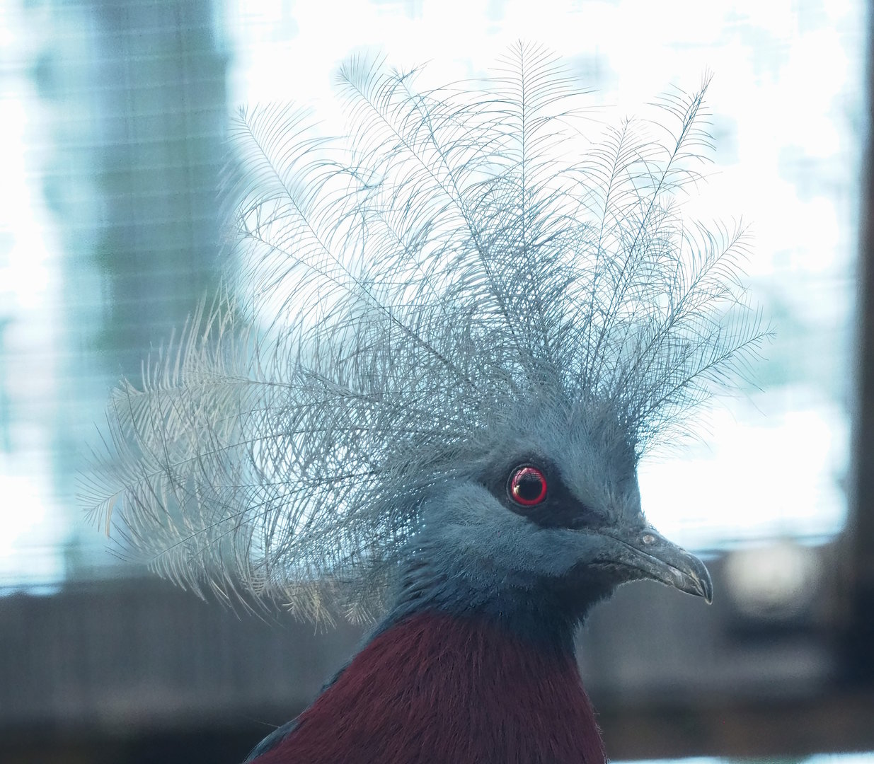 Sclater`s crowned pigeon (Goura sclateri), 2022-11-12