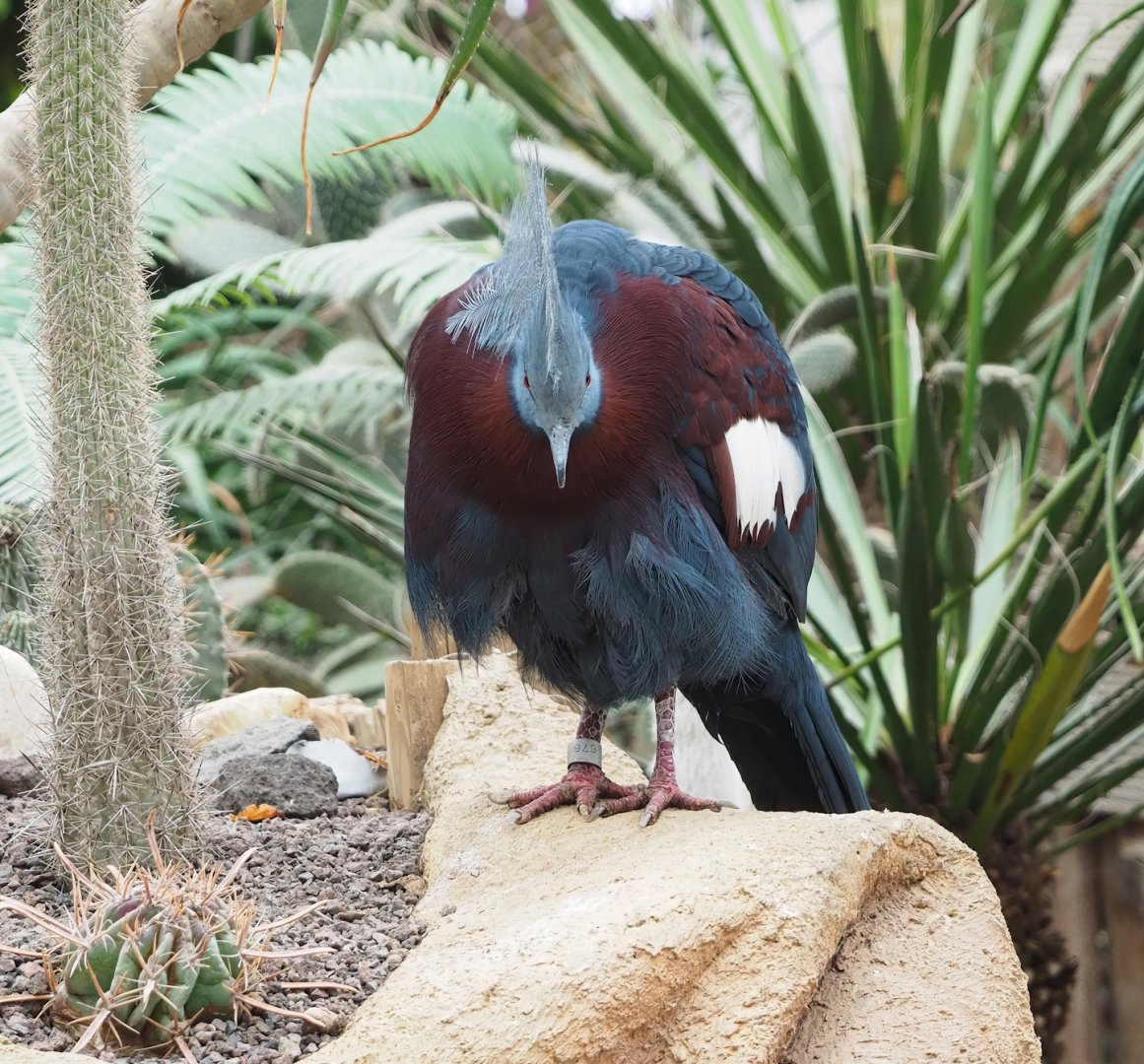Sclater`s crowned pigeon (Goura sclateri), 2023-10-13