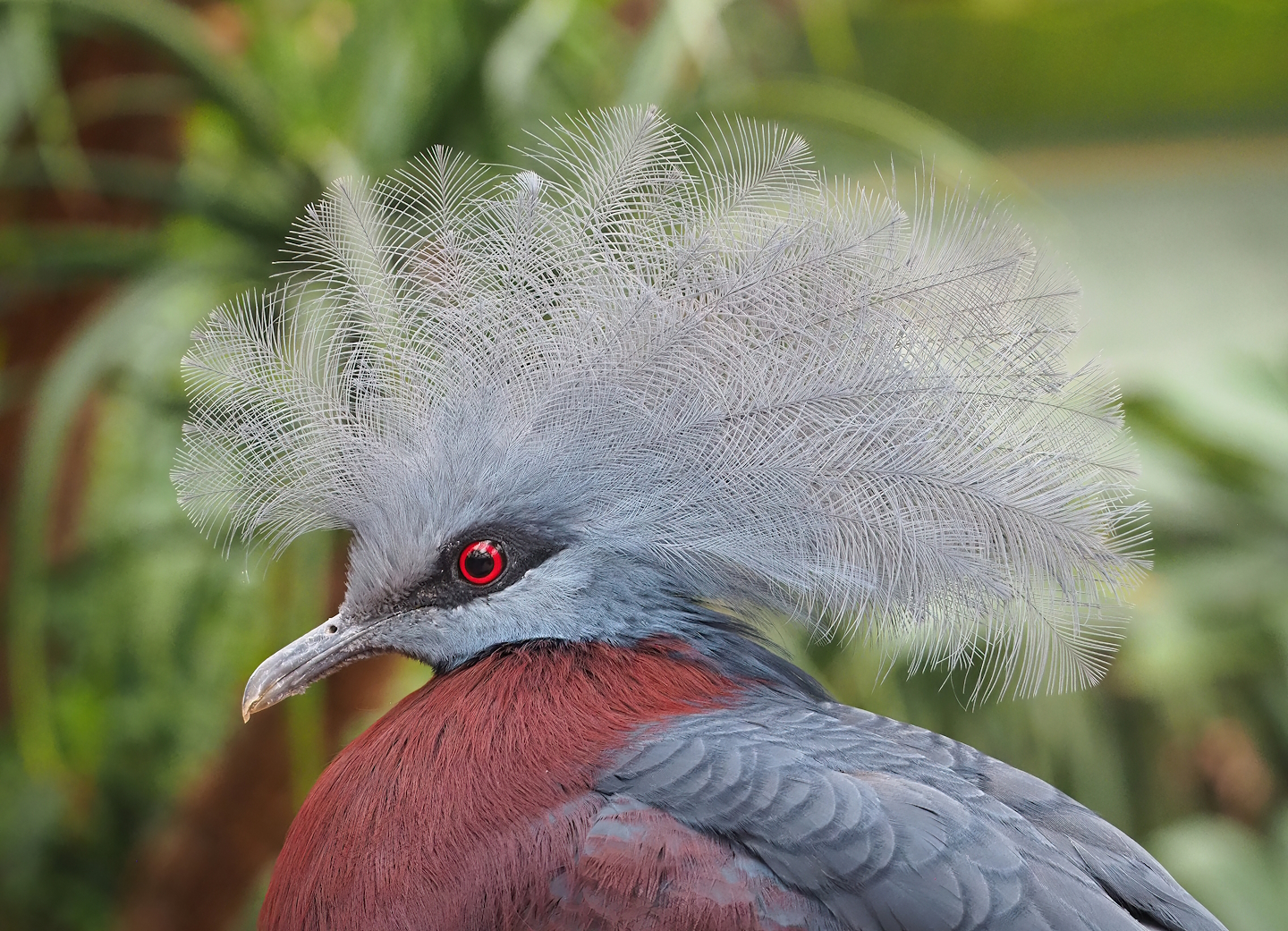 Sclater`s crowned pigeon (Goura sclateri), 2023-10-13