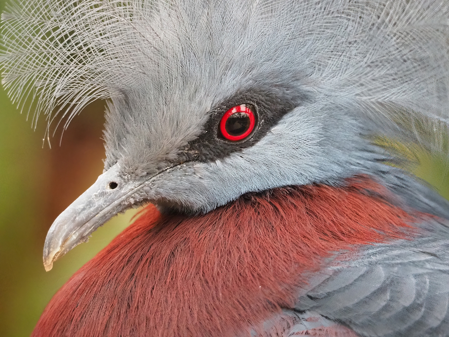 Sclater`s crowned pigeon (Goura sclateri), 2023-10-13