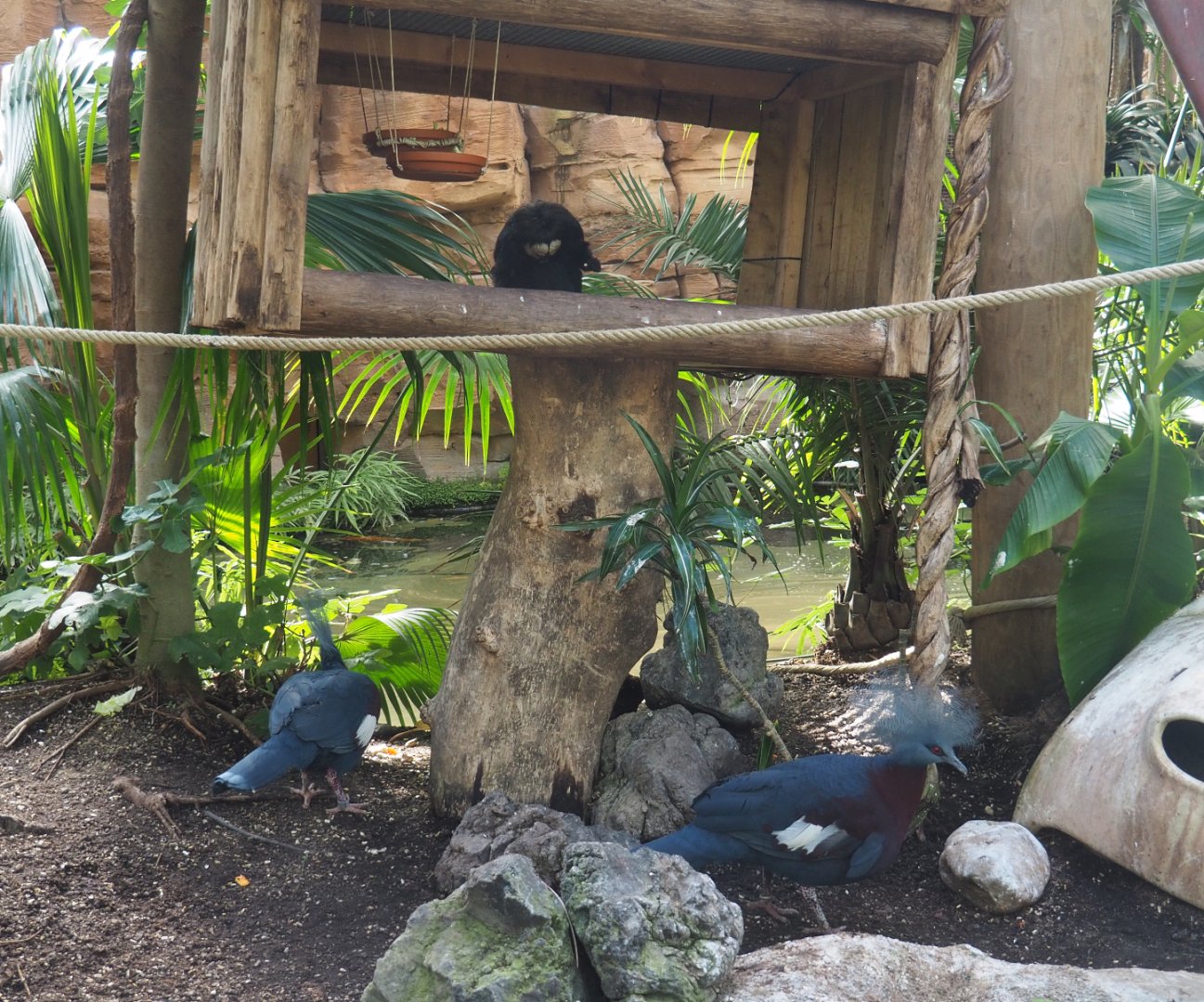 Sclater`s crowned pigeon (Goura sclateri) and White-faced saki (Pithecia pithecia), 2022-06-28