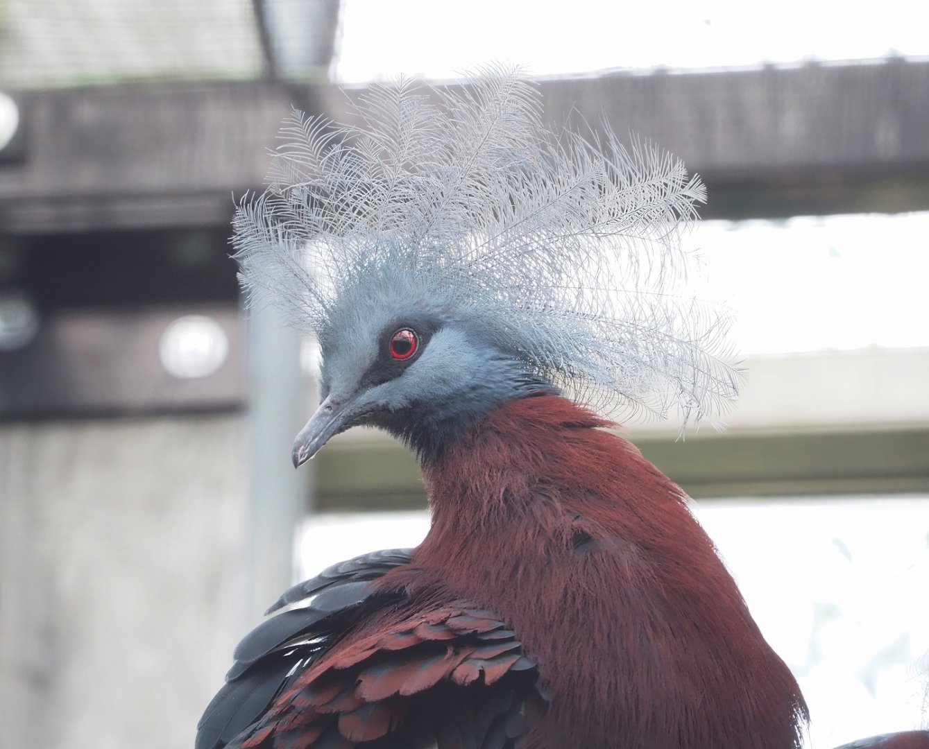 Sclater`s crowned-pigeon (Goura sclaterii), 2023-04-18