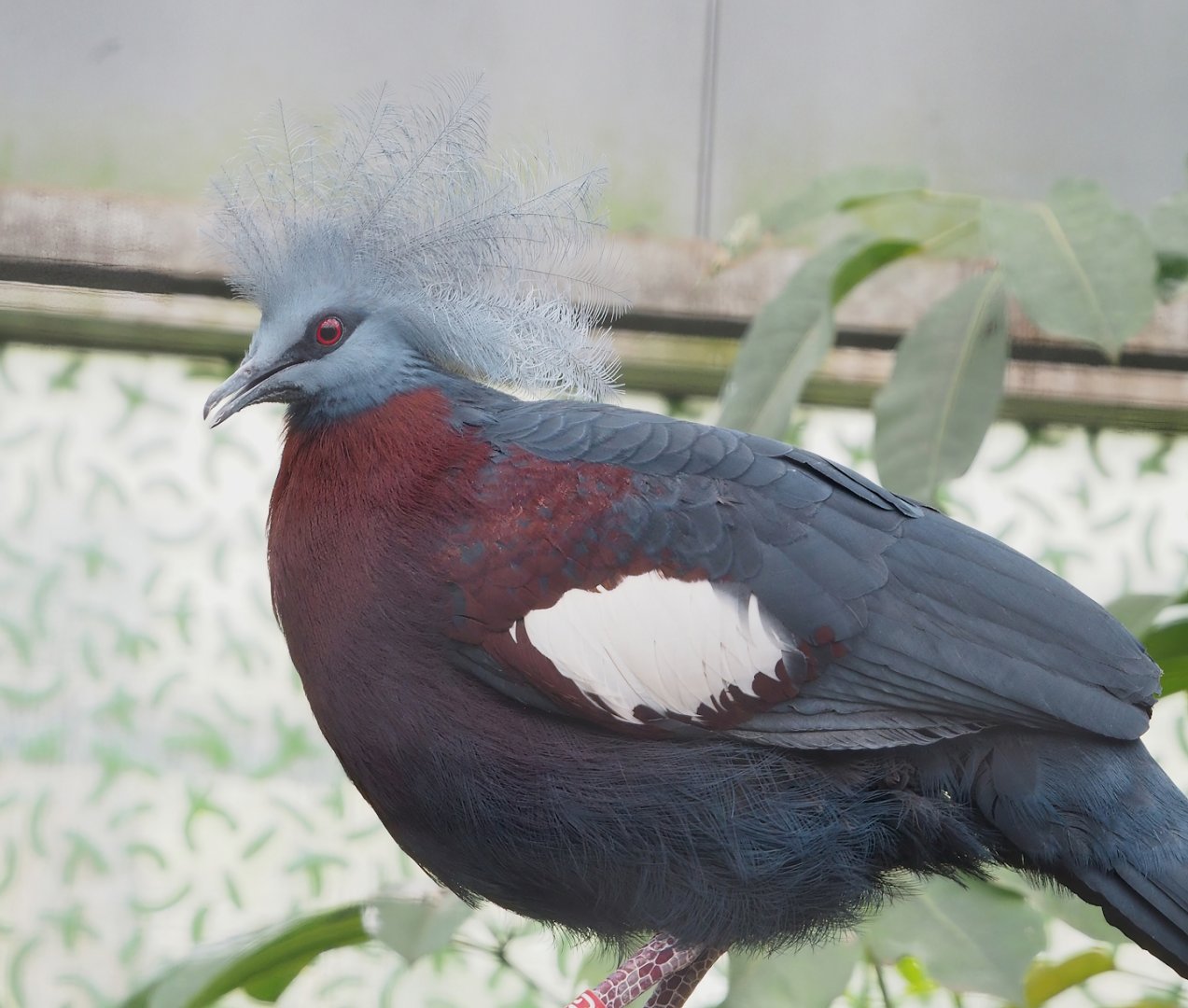 Sclater`s crowned-pigeon (Goura sclaterii), 2023-04-18