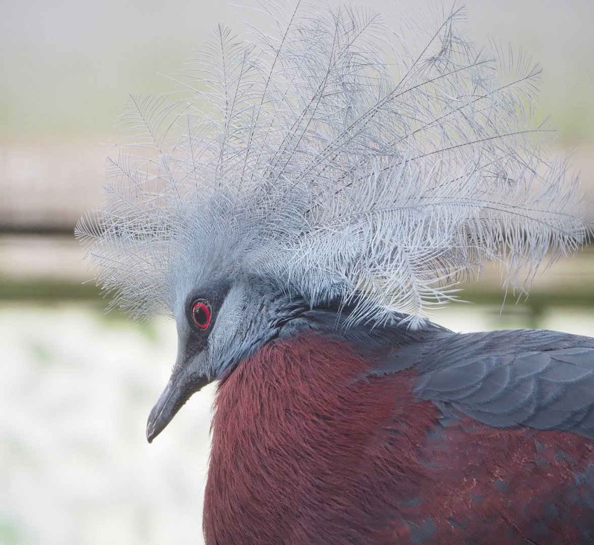 Sclater`s crowned-pigeon (Goura sclaterii), 2023-04-18