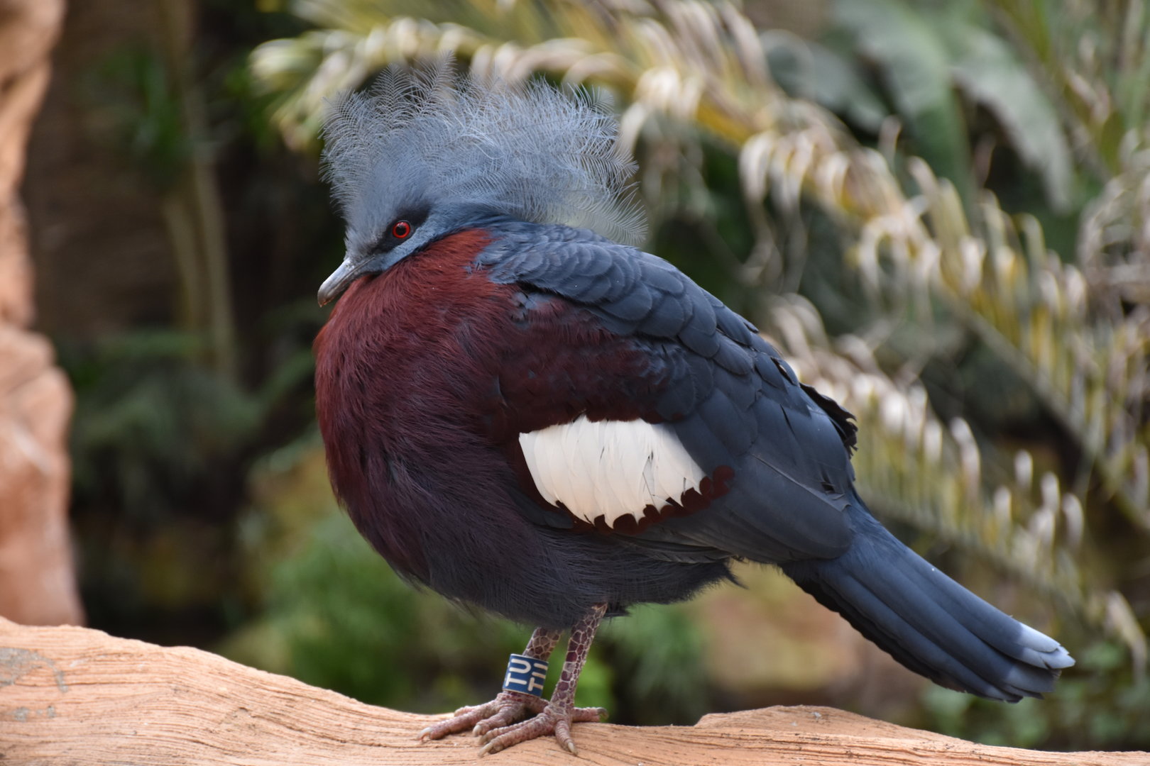 Sclater`s crowned-pigeon