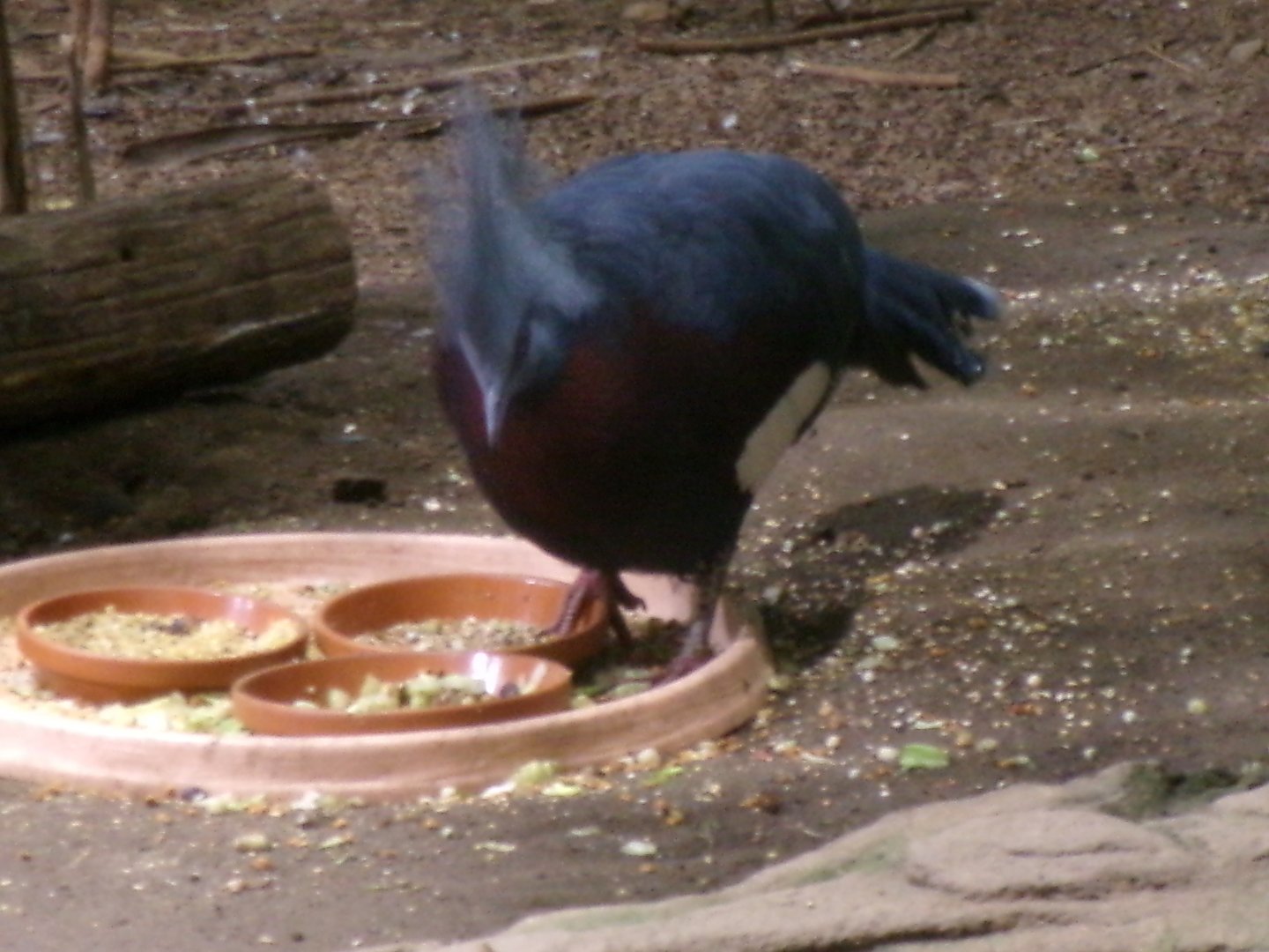 Sclater`s crowned-pigeon