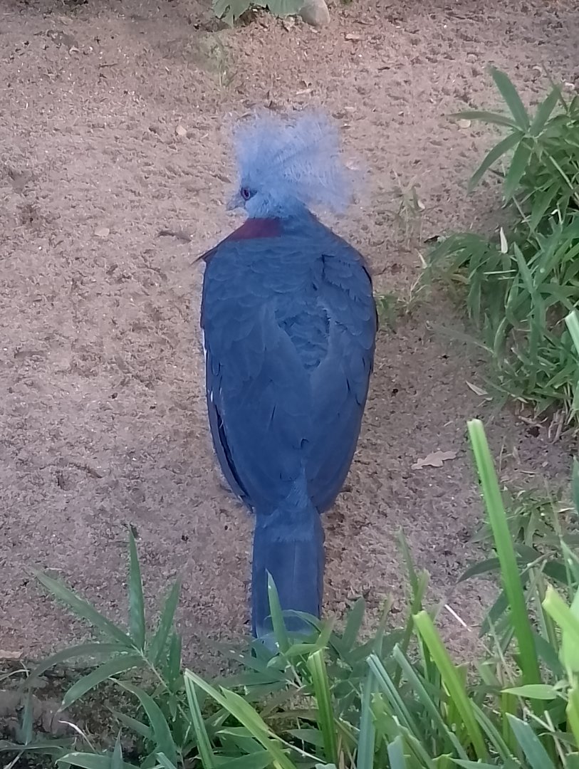 Sclater`s crowned-pigeon