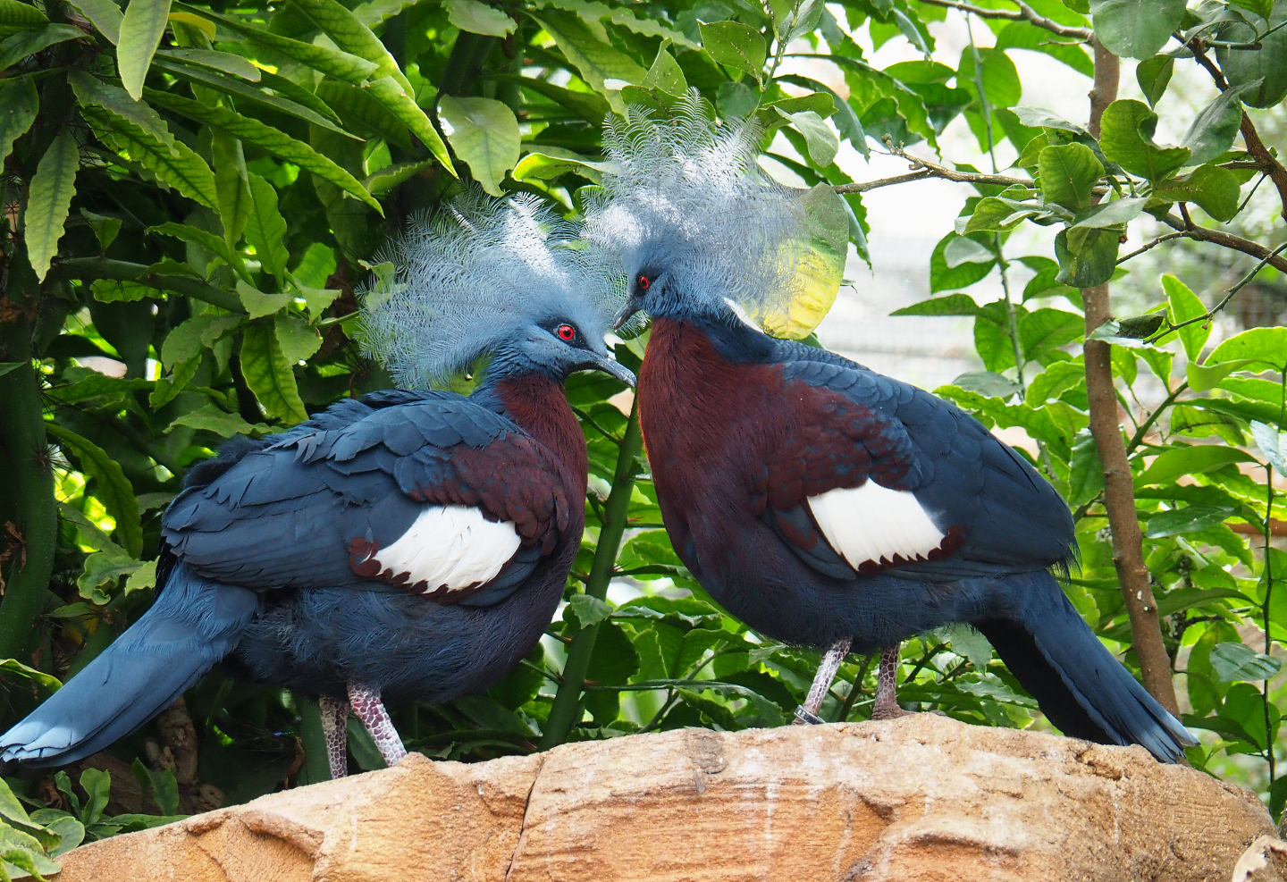Sclater`s crowned pigeons (Goura sclateri), 2022-09-15