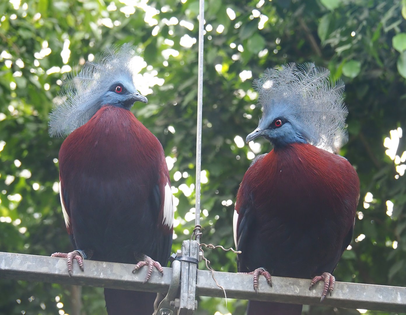 Sclater`s crowned pigeons (Goura sclateri), 2023-05-16