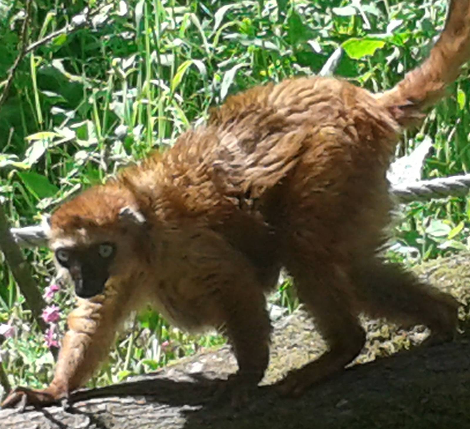 Sclater´s or Blue-eyed lemur