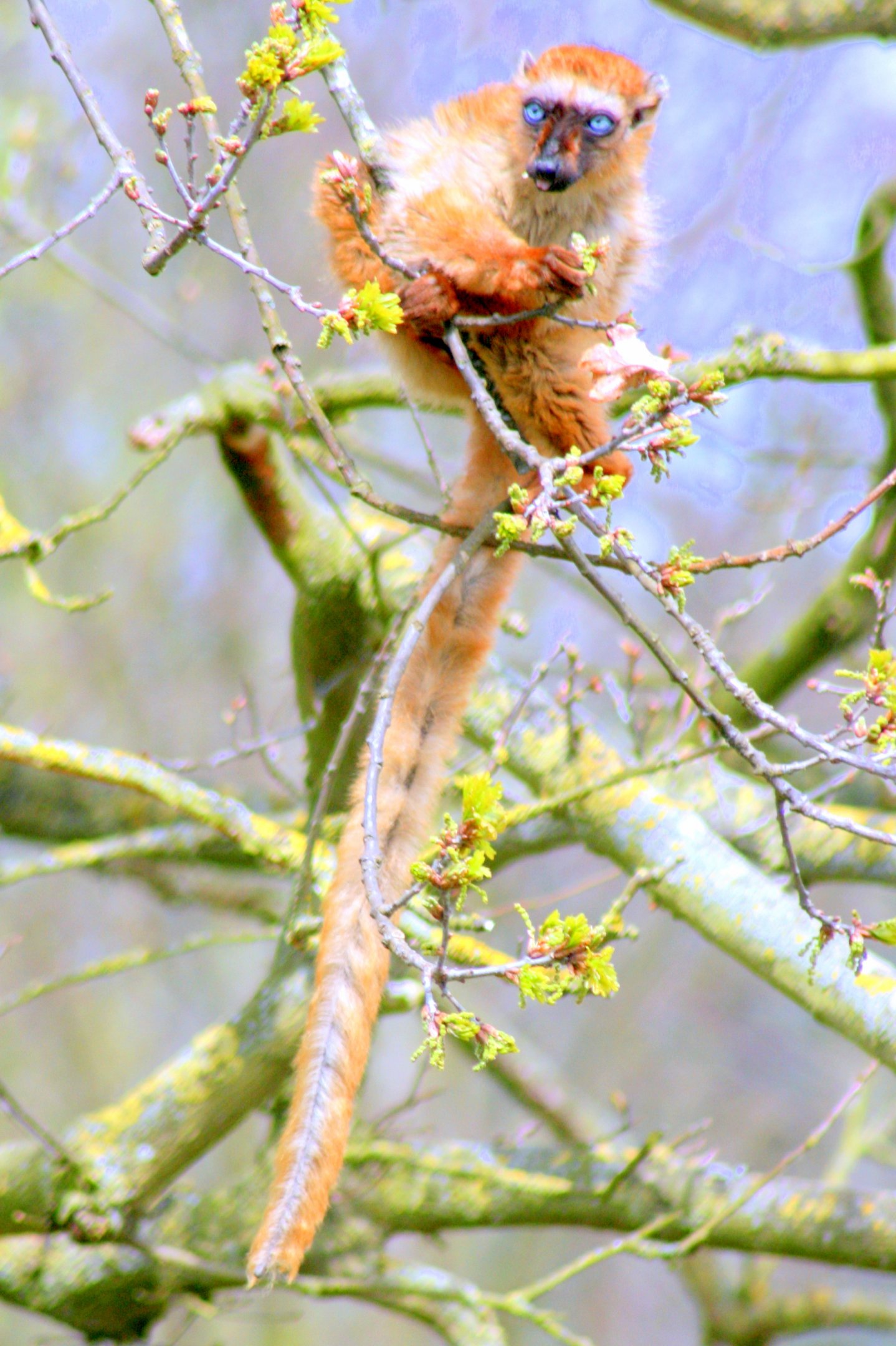 Sclater's (blue-eyed) Lemur; Africa Alive; 1st May 2017