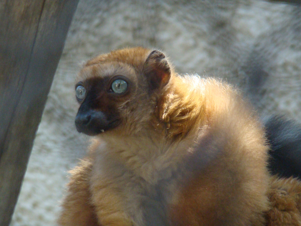 Sclater's Blue Eyed Lemur at the Los Angeles Zoo