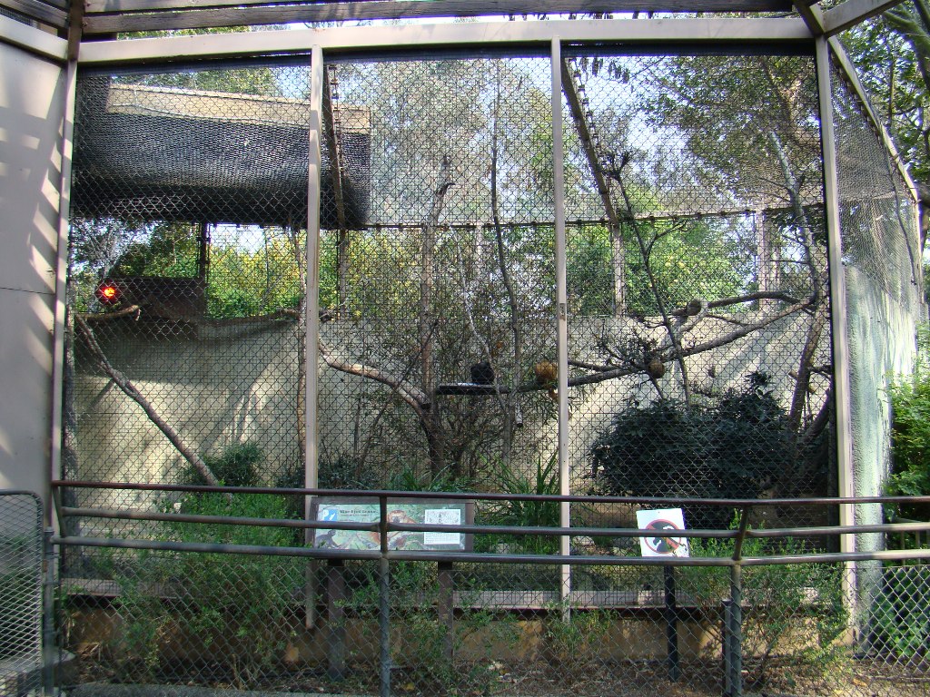 Sclater's Blue-eyed Lemur exhibit
