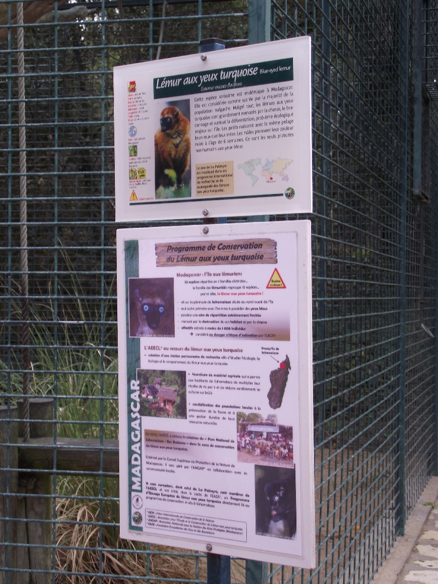 Sclater's Blue-eyed Lemur Signage