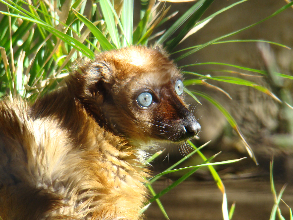 Sclater's Blue Eyed Lemur