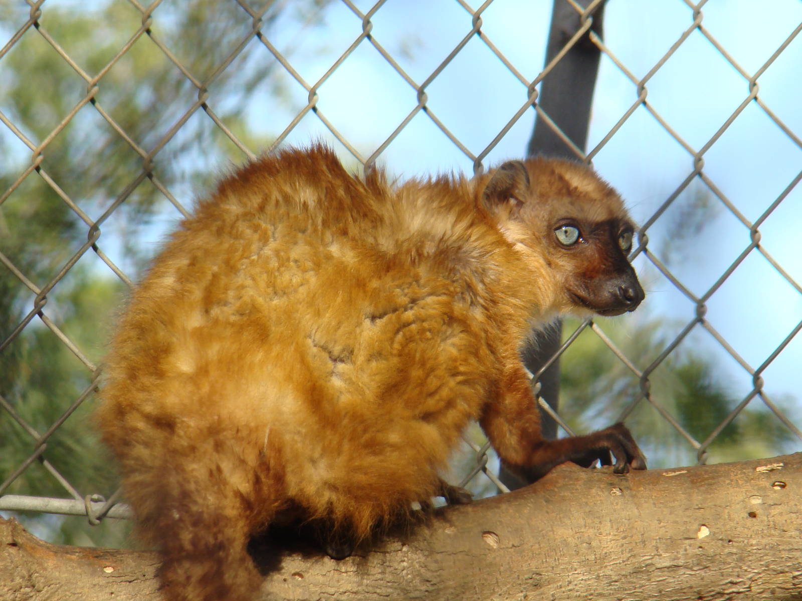 Sclater's Blue-eyed Lemur