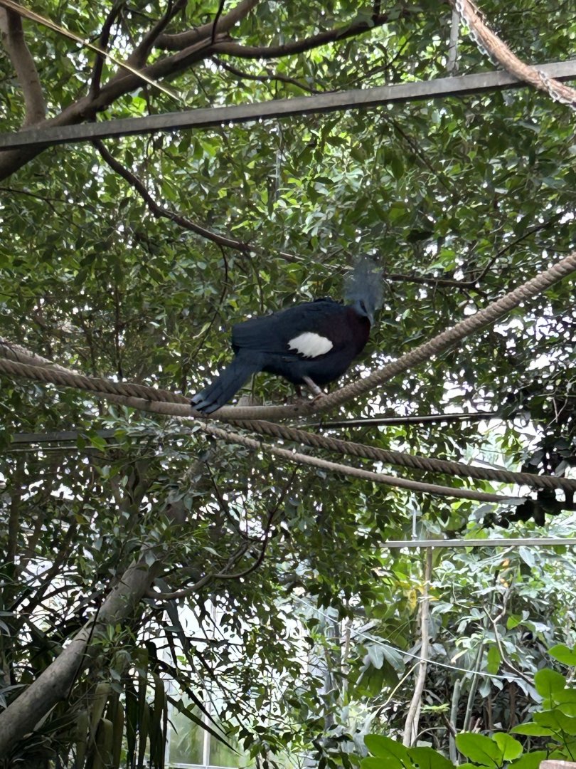 Sclater’s crested pigeon