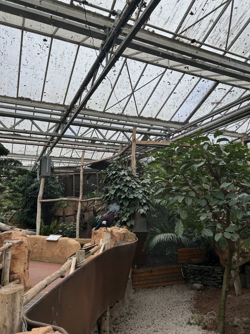 Sclater’s crested pigeon