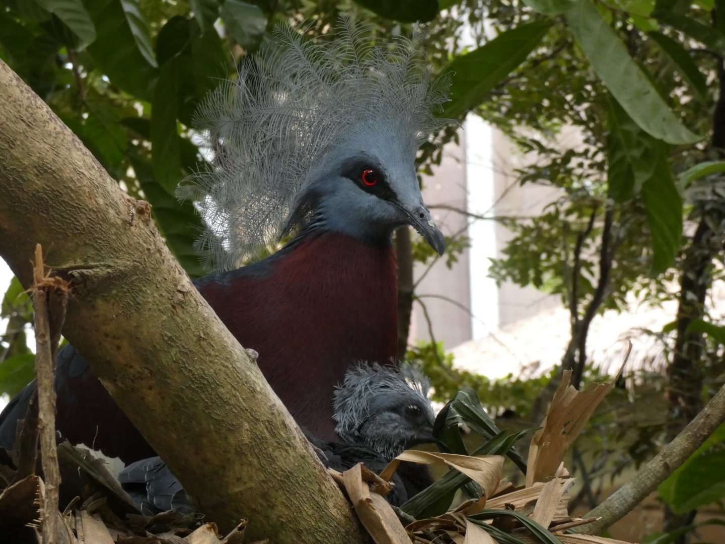 Sclater's crowned pigeon and chick