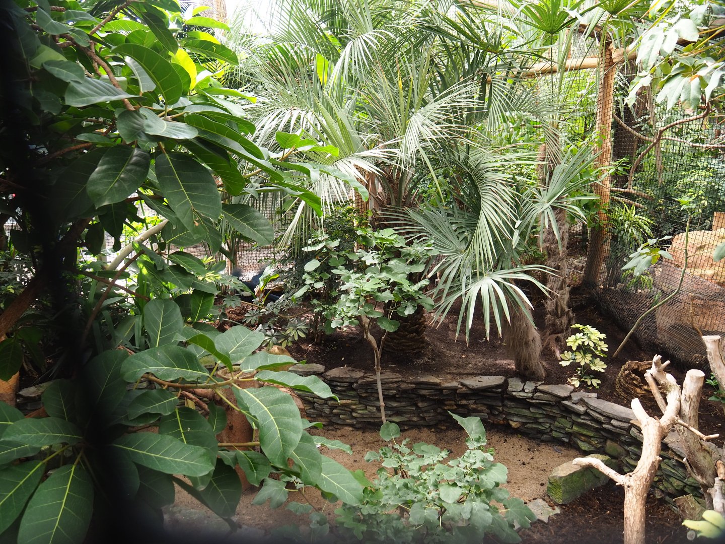 Sclater's crowned pigeon aviary, 2022-09-15