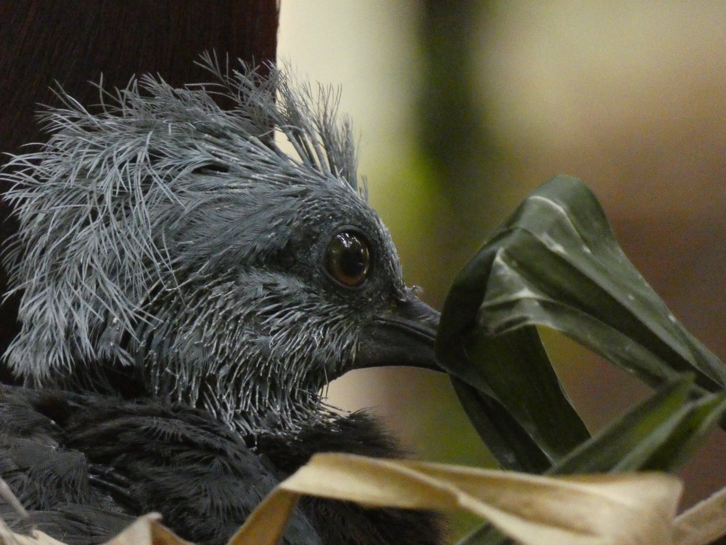 Sclater's crowned pigeon chick
