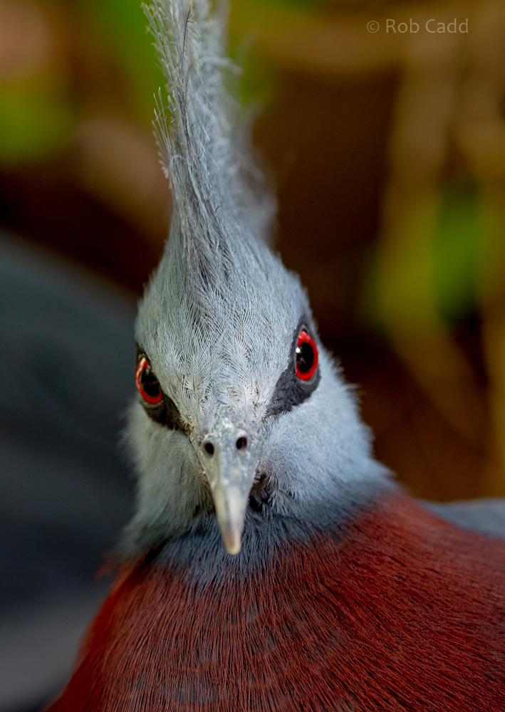Sclater's crowned-pigeon : Cotswold WP : 12 Jul 2019