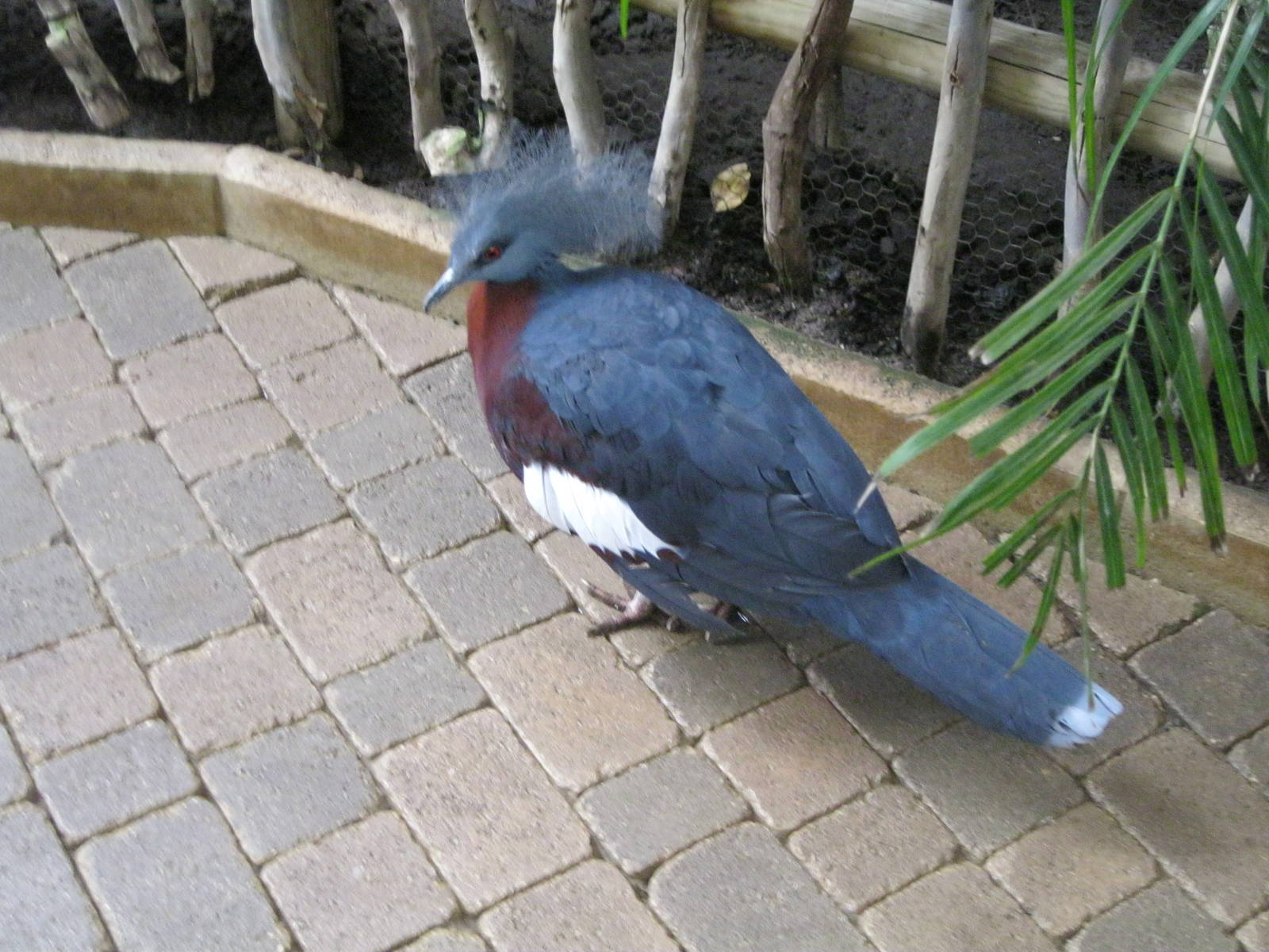 Sclater's Crowned Pigeon (Goura scheepmakeri sclateri)