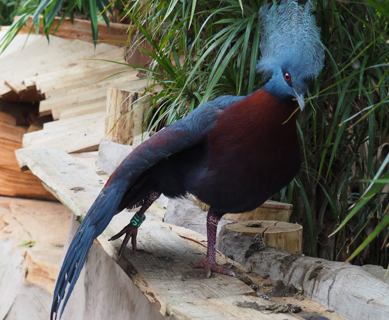 Sclater's crowned pigeon (Goura sclateri), 2019-10-05