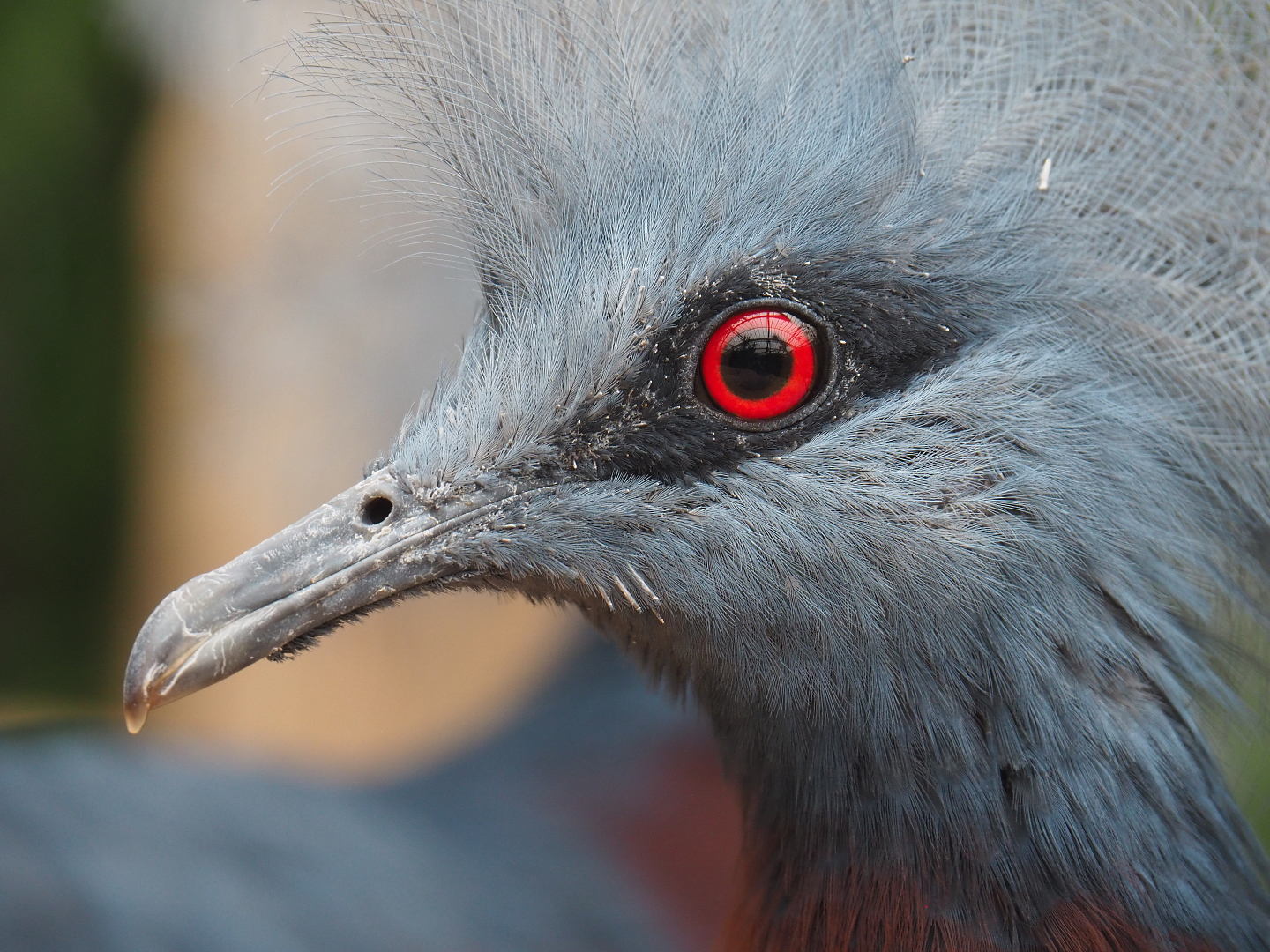 Sclater's crowned pigeon (Goura sclateri), 2020-09-03