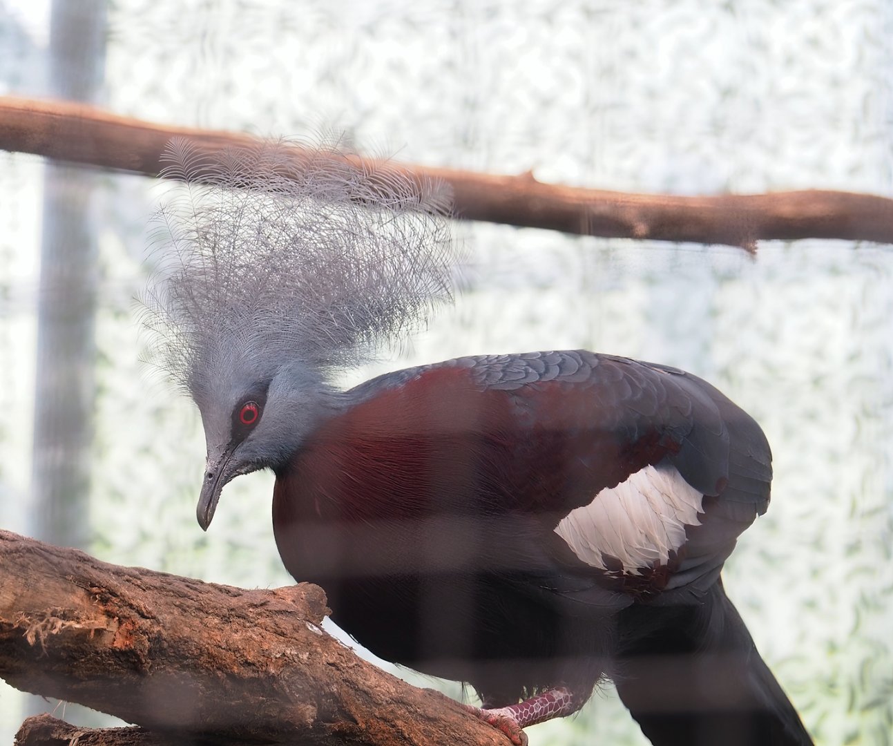 Sclater's crowned pigeon (Goura sclateri), 2023-05-13