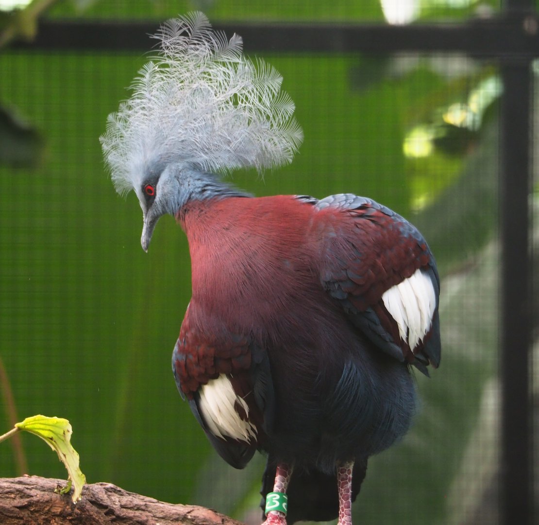 Sclater's crowned pigeon (Goura sclateri), 2023-07-08