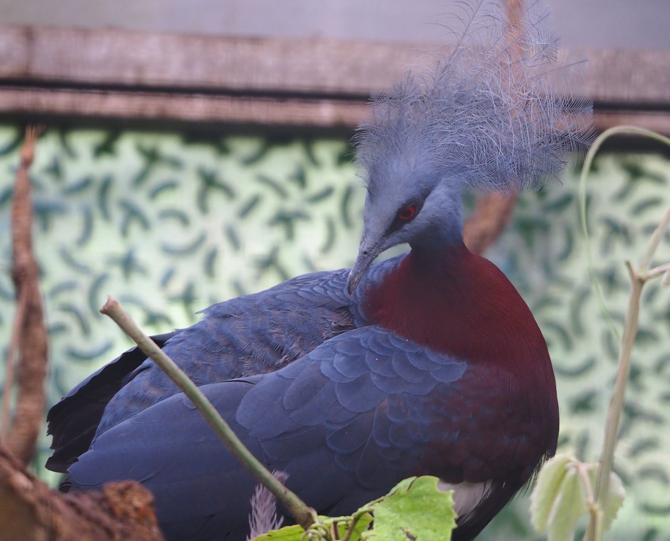 Sclater's crowned pigeon (Goura sclateri), 2023-07-08