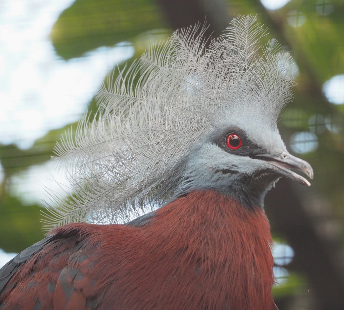 Sclater's crowned pigeon (Goura sclateri), 2023-07-26