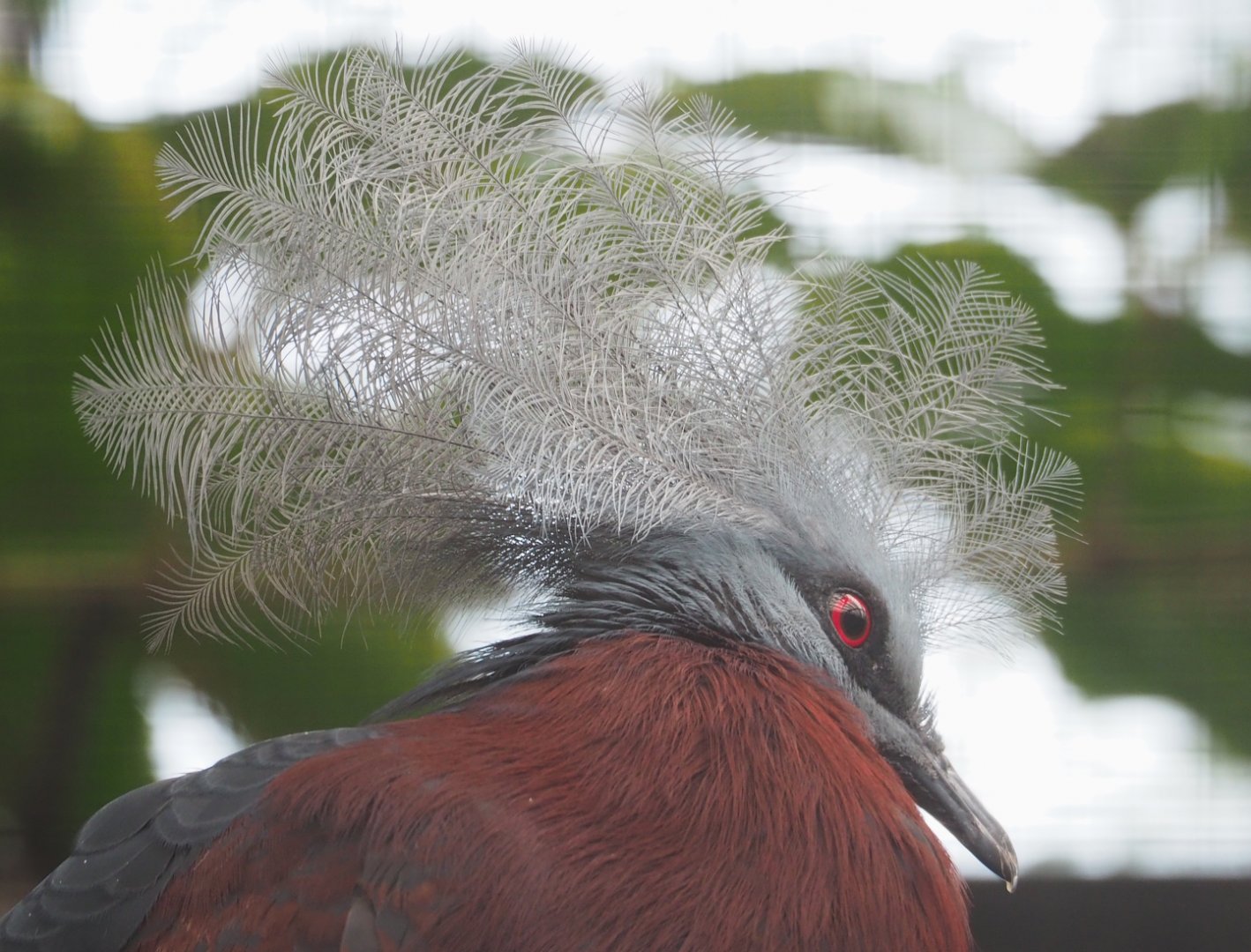 Sclater's crowned pigeon (Goura sclateri), 2023-07-26