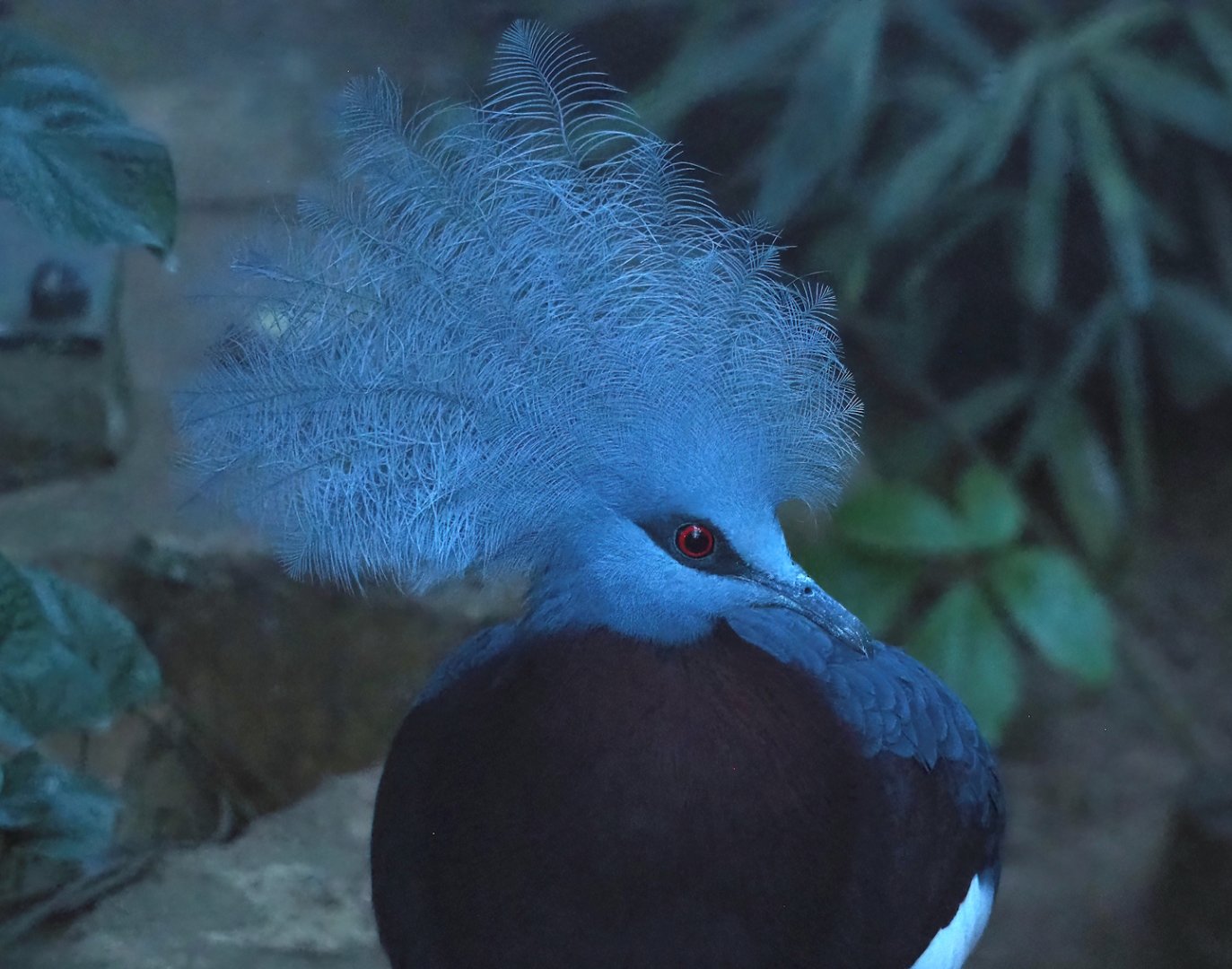 Sclater's crowned pigeon (Goura sclateri), 2024-01-01
