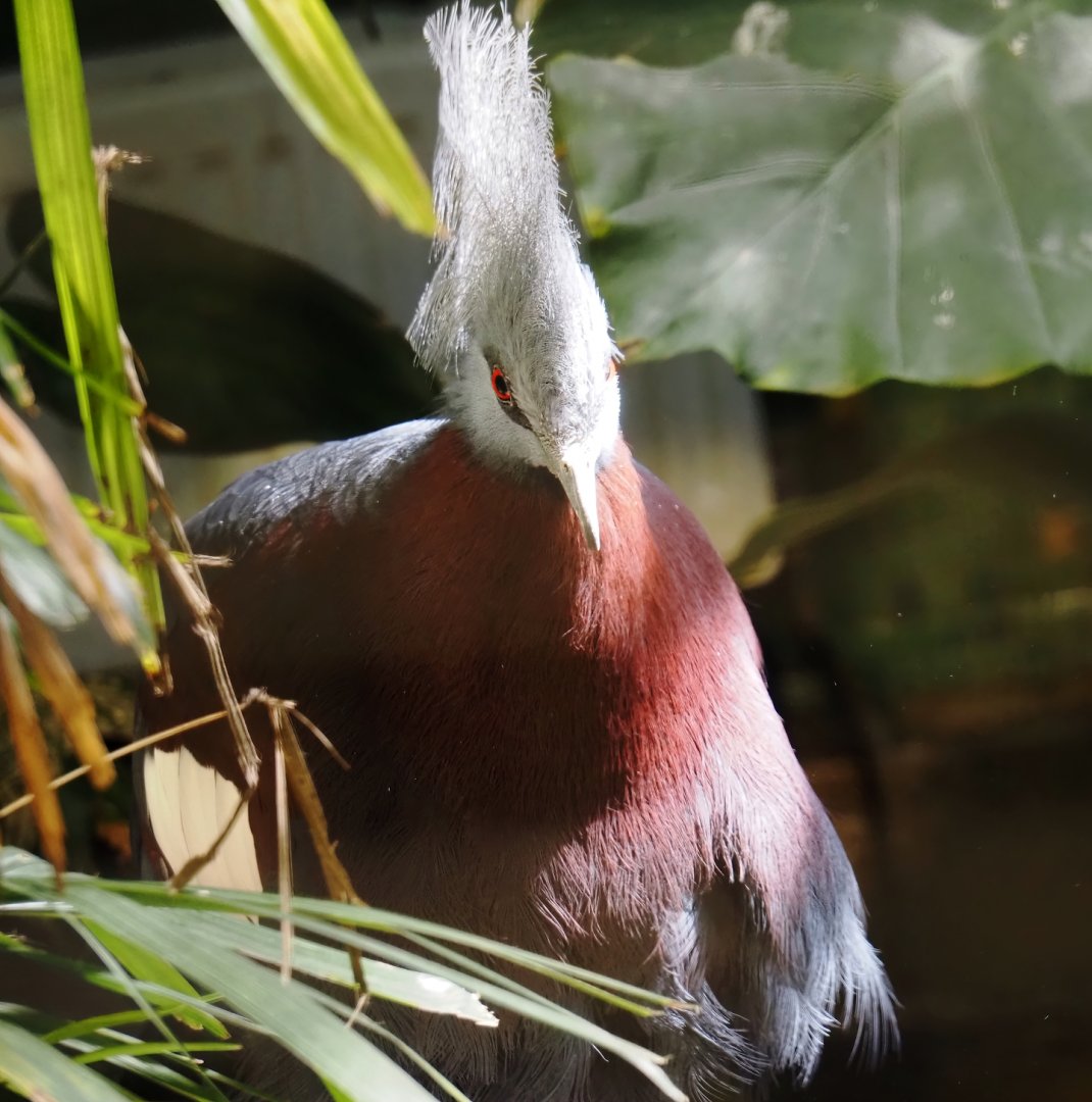 Sclater's crowned pigeon (Goura sclateri), 2024-06-30