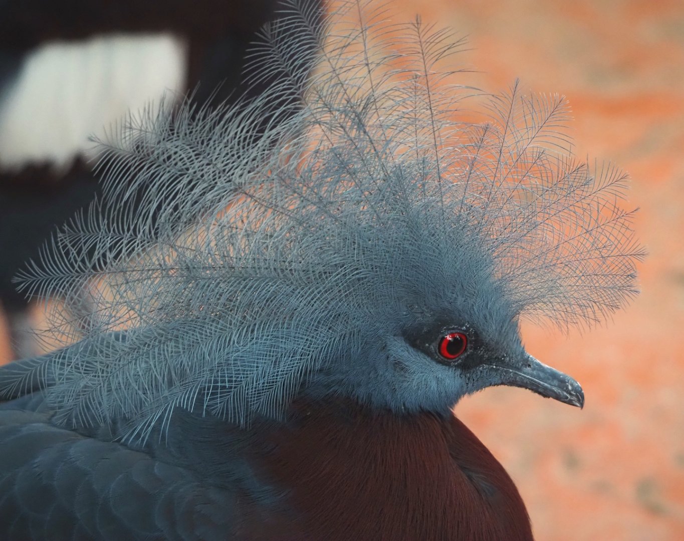 Sclater's crowned pigeon (Goura sclateri), 2024-09-17