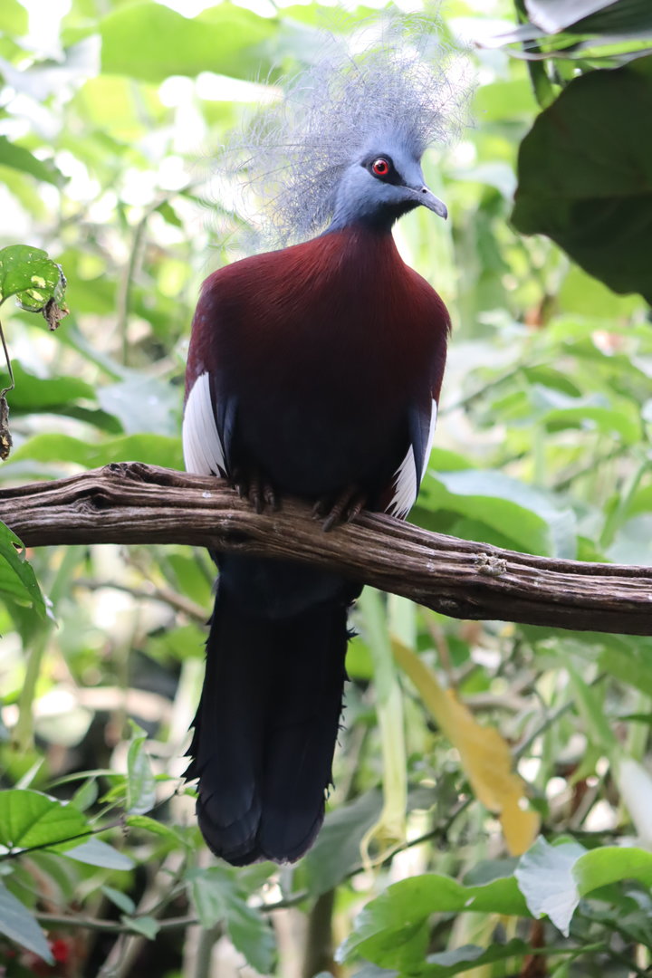 Sclater's Crowned Pigeon (Goura sclateri)