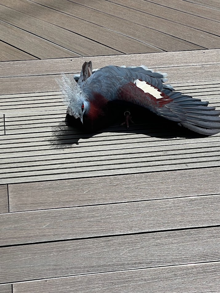 Sclater's Crowned Pigeon (Goura sclateri)